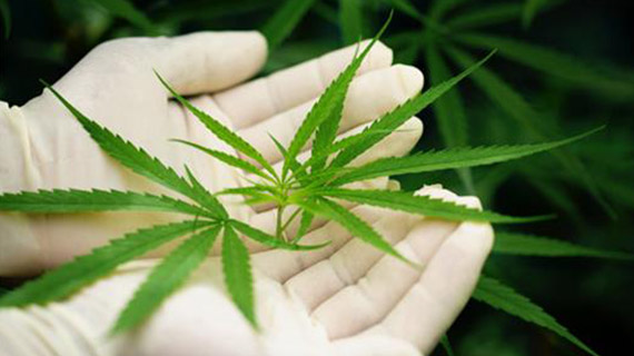 Enquête nationale : légalisation du cannabis