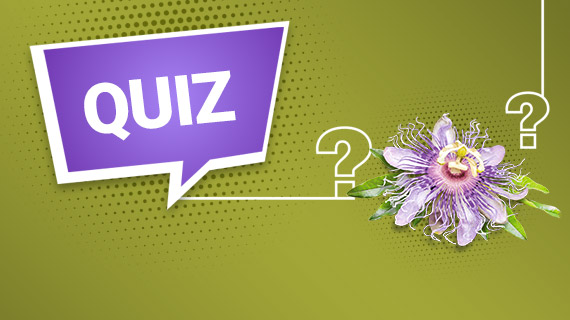 Quiz - La vie sans les benzodiazépines