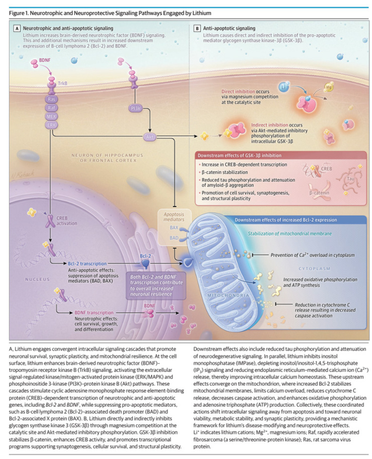 Lithium-et-cerveau-des-pistes-de-recherches-figure1