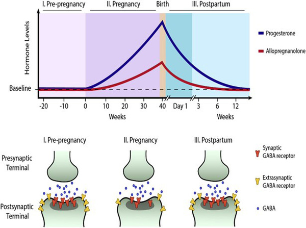 Figure issue de “Allopregnanolone in postpartum depression: Role in pathophysiology and treatment”